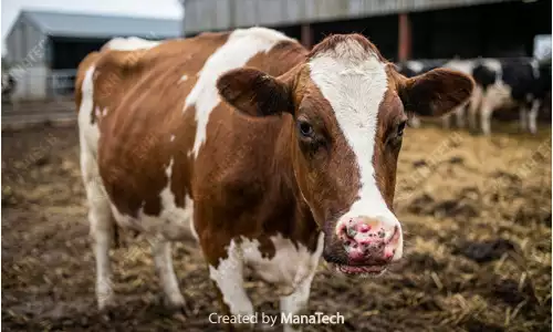 گاو در مقاله تب برفکی در دامها؛ علائم، راههای تشخیص و روشهای کنترل بیماری - سایت ماناتک