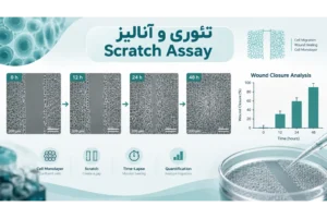 دوره آموزی تئوری و آنالیز داده های Scratch Assay